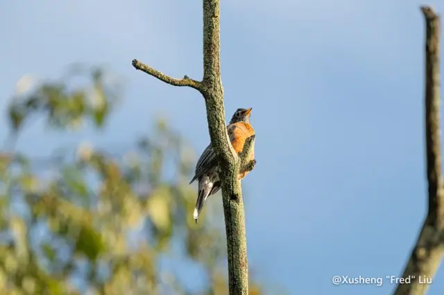 Wildlife photographed at Frick Park