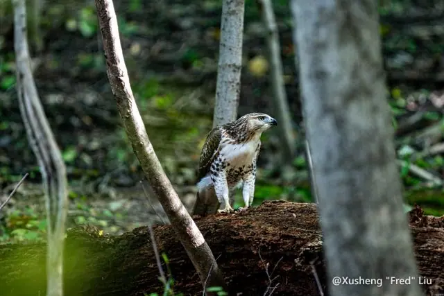 Wildlife photographed at Frick Park