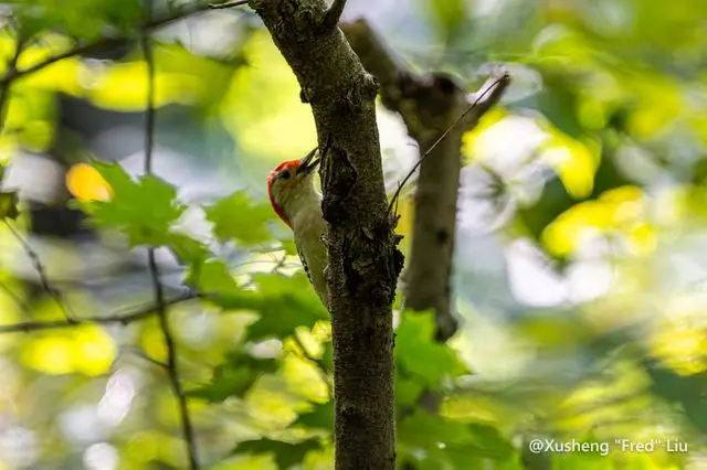 Wildlife photographed at Frick Park