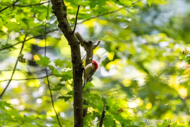 Wildlife photographed at Frick Park