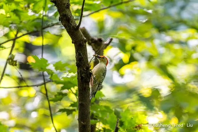 Wildlife photographed at Frick Park