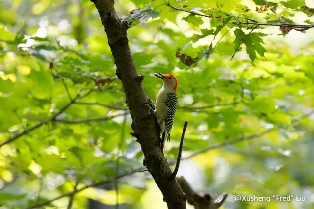Wildlife photographed at Frick Park