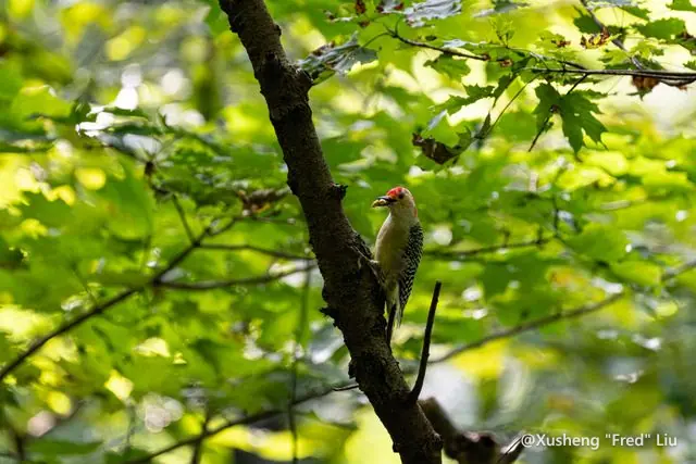 Wildlife photographed at Frick Park