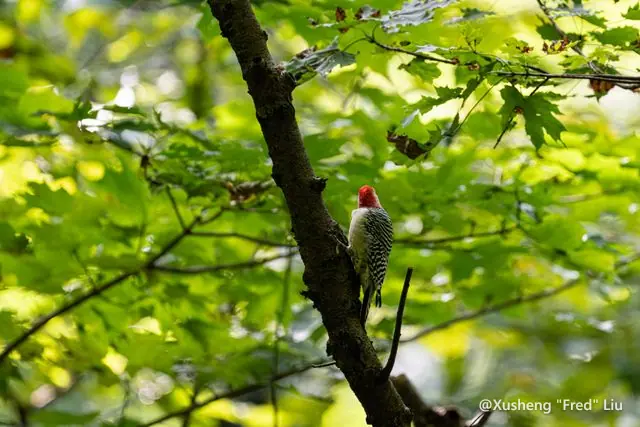 Wildlife photographed at Frick Park