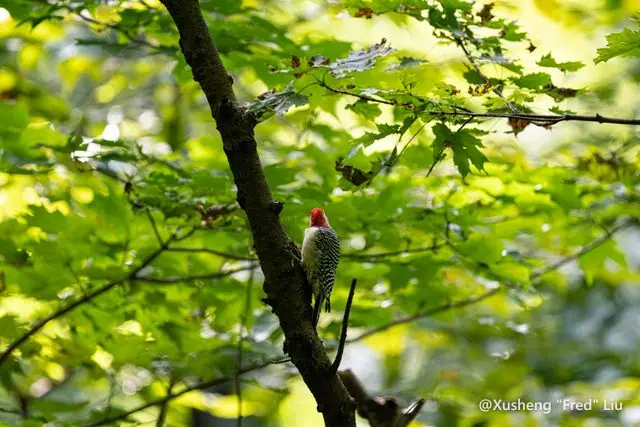 Wildlife photographed at Frick Park