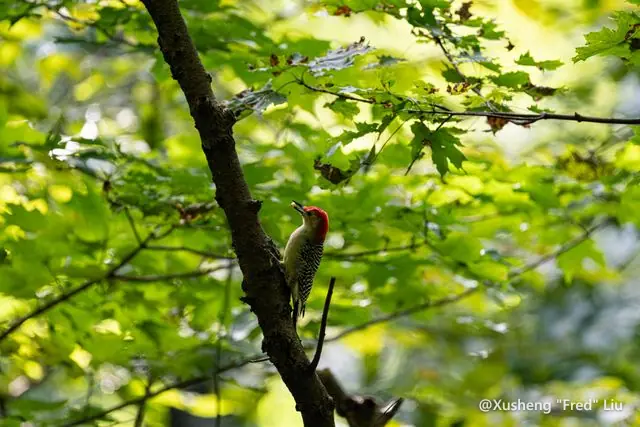 Wildlife photographed at Frick Park