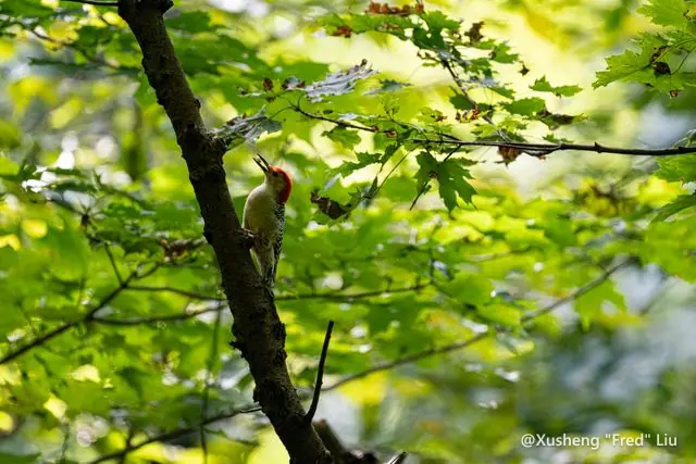 Wildlife photographed at Frick Park