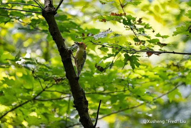 Wildlife photographed at Frick Park