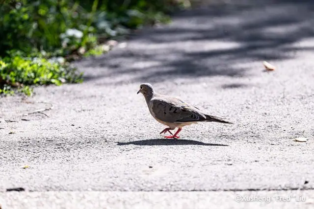 Wildlife photographed at Frick Park