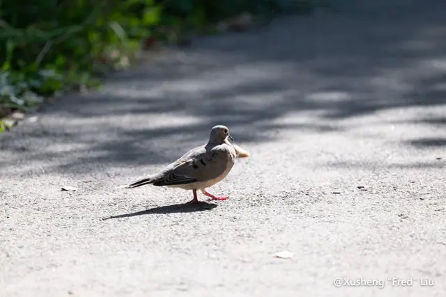 Wildlife photographed at Frick Park